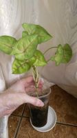 Лот: 15767014. Фото: 2. Сингониум golden. Комнатные растения и уход