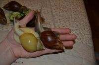 Лот: 5278934. Фото: 2. Большие улитки ахатины. Животные и уход