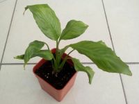 Лот: 8156643. Фото: 3. Спатифиллум (женское счастье... Растения и животные