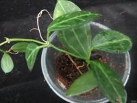 Лот: 13592404. Фото: 2. Dischidia ovata. Комнатные растения и уход