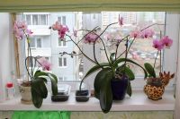 Лот: 5361354. Фото: 2. Орхидея. Комнатные растения и уход