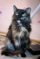 Лот: 7357541. Фото: 5. Красивая ласковая кошка бесплатно