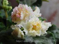 Лот: 4761841. Фото: 2. Фиалка Sunkissed Rose, лист. Комнатные растения и уход