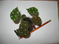 Лот: 625523. Фото: 2. Бегония Бауэра детка=). Комнатные растения и уход