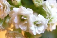 Лот: 7987282. Фото: 4. Каланхоэ МИКС белое. Молодое растение... Красноярск