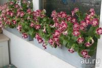 Лот: 9046360. Фото: 6. Мимулюс мускусный обезьяний цветок...