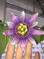 Лот: 6699773. Фото: 5. Пассифлора Белоти. Passiflora...