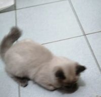 Лот: 21039427. Фото: 2. Кошка. Животные и уход