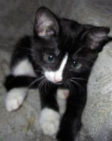 Лот: 2526805. Фото: 3. Котенок (мальчик). Растения и животные