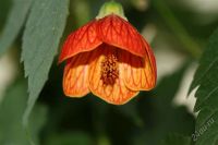 Лот: 2583595. Фото: 3. Абутилон Селло, клен. Растения и животные