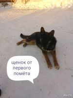 Лот: 13212220. Фото: 4. Щенки немецкой овчарки,осталось... Красноярск