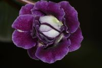 Лот: 3212015. Фото: 4. Глоксиния 34. Красноярск