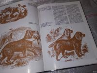 Лот: 16752255. Фото: 12. (oz)(2610)(2092312)(2092319) Пасик...