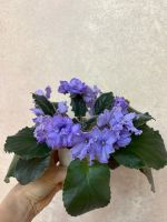 Лот: 25882431. Фото: 2. Сенполия (фиалка) Blue Dragon. Комнатные растения и уход