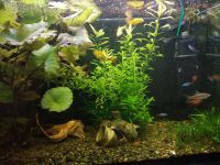 Лот: 10169239. Фото: 7. Действующий аквариум 130 л.