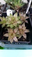 Лот: 7679927. Фото: 3. Хавортия (Haworthia) reticulata... Растения и животные