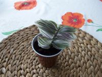 Лот: 5470198. Фото: 4. Традесканция. Укорененные черенки... Красноярск