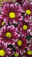 Лот: 7279674. Фото: 13. Внимание Акция!! Хризантема кустовая...