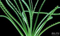 Лот: 15200389. Фото: 4. Кринум Каламистратум (Crinum Calamistratum... Красноярск