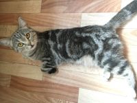 Лот: 14304619. Фото: 5. Кошка Британская