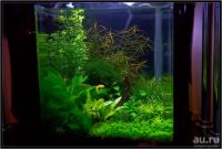 Лот: 761975. Фото: 3. людвигия аркуата. Растения и животные