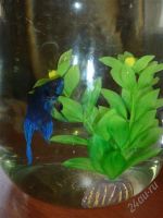 Лот: 1047923. Фото: 2. Петушок. Аквариумистика