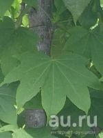 Лот: 16704618. Фото: 2. Диморфант или Калопанакс семилопастный... Семена, рассада, садовые растения