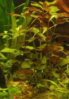 Лот: 5285449. Фото: 4. Людвигия repens (Ludwigia natans... Красноярск