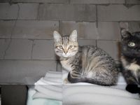 Лот: 3189154. Фото: 2. Отдам в хорошие руки 3-х котят. Животные и уход