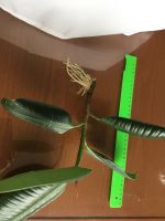 Лот: 25885649. Фото: 6. Фикус, крупные проросшие отростки...