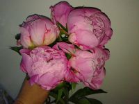 Лот: 9871353. Фото: 2. Пионы розовые срез, на фото (все... Цветы, букеты