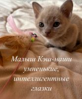 Лот: 25377166. Фото: 3. Котята Бурма. Растения и животные
