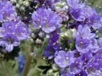 Лот: 6399319. Фото: 2. Мед с пасеки Пухово поле. Продукты