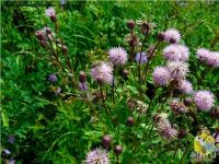 Лот: 18717519. Фото: 8. Напрямую с пасеки! Осотовый мёд...