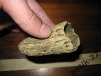 Лот: 6216428. Фото: 8. Зуб клык окаменелость !!!