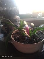 Лот: 24899857. Фото: 5. Декабрист шлюмбергера