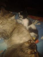 Лот: 6171479. Фото: 2. Самый лучший котенок в самые добрые... Животные и уход