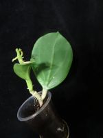 Лот: 16409830. Фото: 3. Хойя-Hoya Pachyclada yellow corona. Растения и животные