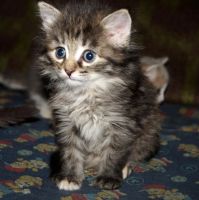 Лот: 9468957. Фото: 3. Кошечка, котята. Растения и животные