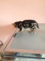 Лот: 7932930. Фото: 6. Котенка бенгала девочка