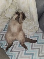 Лот: 25793941. Фото: 3. Шотландский вислоухий кот Честер. Растения и животные