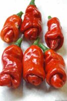 Лот: 6346908. Фото: 6. Перец Чили Chilly-Willy острый...