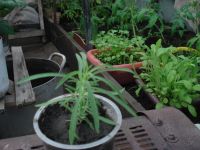 Лот: 5562265. Фото: 3. Кохия. Для дачи, дома, огорода, бани, парка