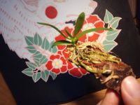 Лот: 11838486. Фото: 5. Орхидея Haraella retrocalla