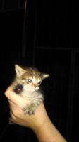 Лот: 7729344. Фото: 2. котенок 2. Животные и уход