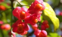 Лот: 6268960. Фото: 5. Бересклет Европейский ( Euonymus...