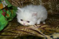 Лот: 4107480. Фото: 4. котёнок персидский белый. Красноярск