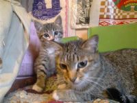 Лот: 2052323. Фото: 2. Отдадим симпатичного котенка. Животные и уход