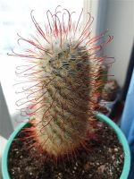 Лот: 2630568. Фото: 2. Кактус Mammillaria bombycina. Комнатные растения и уход
