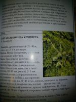 Лот: 4516010. Фото: 2. Книга: Хвойные растения. Дом, сад, досуг